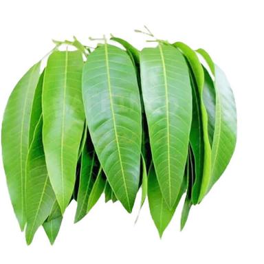 Mango Leaves